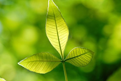 Ptelea trifoliata 'Aurea' - křídlatec trojlistý - list s žilnatinou